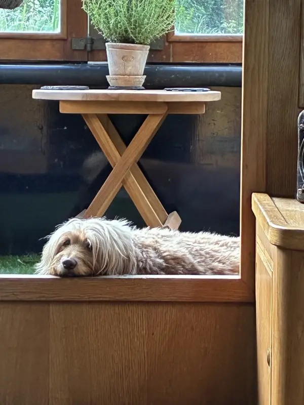Willow the dog asleep on the boat